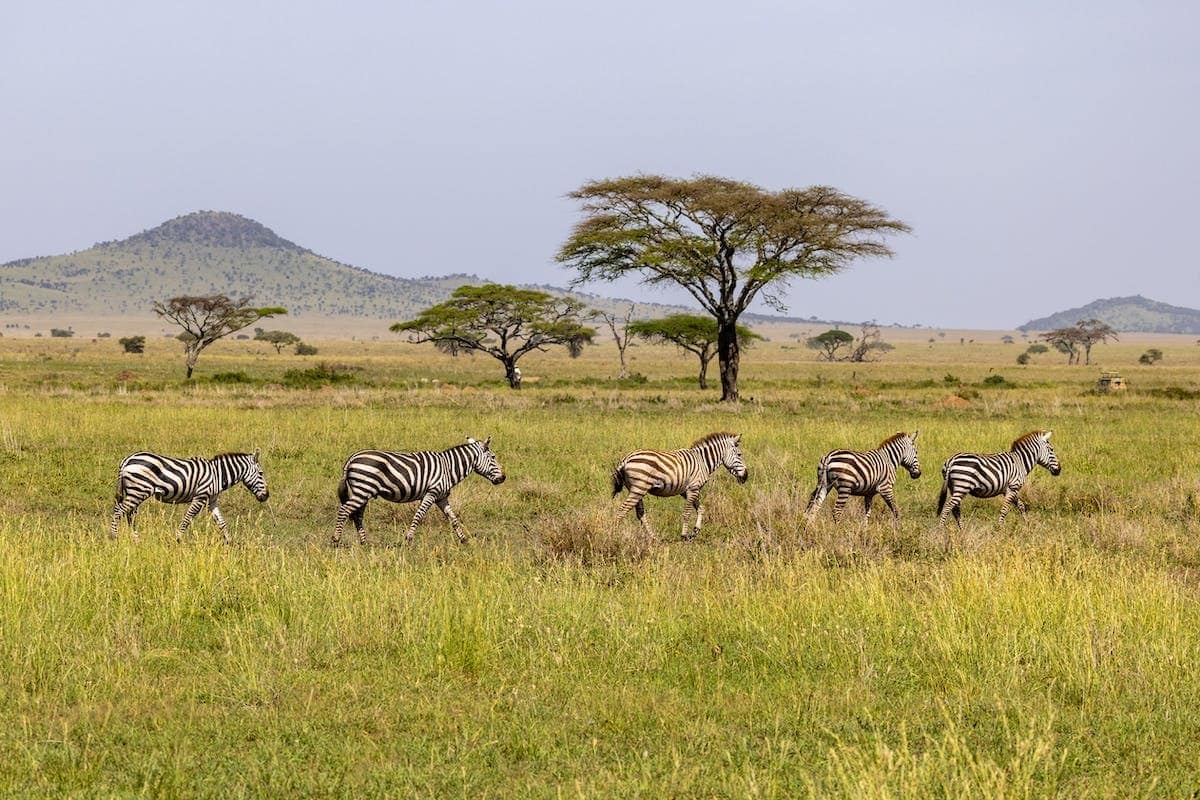 safari  savane